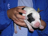 CHIOT