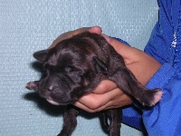 CHIOT