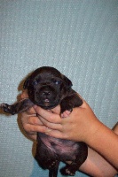 CHIOT